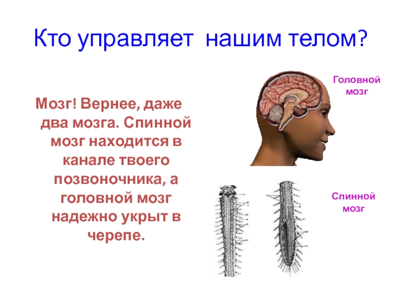 Управляемые тела. Кто управляет нашим телом. Кто управляет организмом человека. Кто управляет нашим организмом. Мозг и спинной мозг животных.