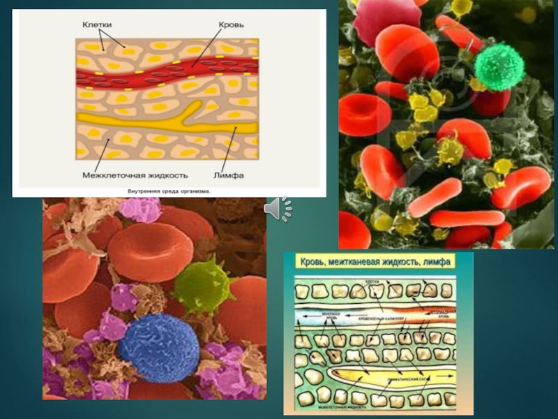 3 тканевая жидкость. Межклеточная жидкость и лимфа. Кровь и тканевая жидкость. Кровь лимфа тканевая жидкость.