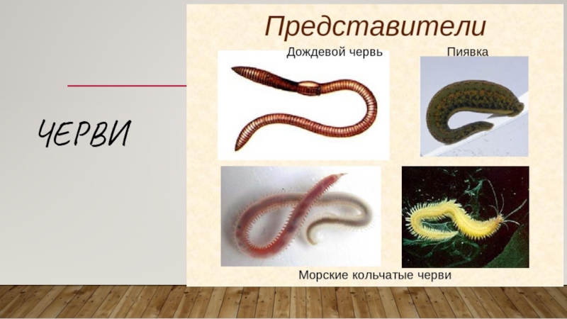 Примеры группы червей. Кольчатые черви черви представители. Представители кольчатых червей червей. Представите кольчатых червей.