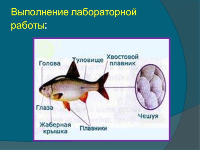 Биология про рыб 7 класс. Строение рыбы. Рыбы (биология). Особенности внешнего строения рыб. Внешнее строение рыбы биология.