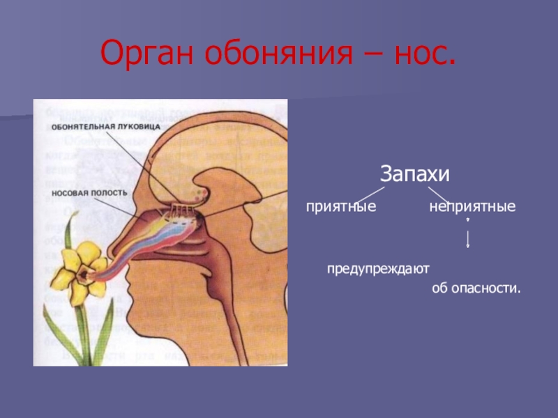 Проект нос орган обоняния 3 класс