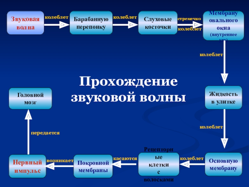 Презентация по теме слуховой анализатор 8 класс