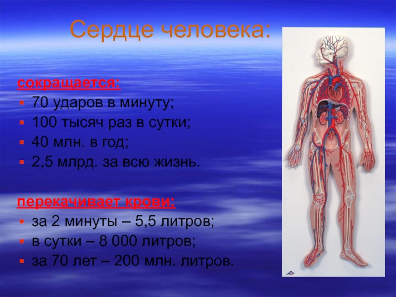 Проект строение и работа сердца