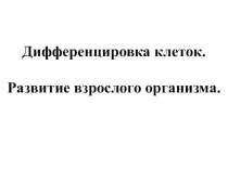 Презентация по биологии для 10 класса на тему Дифференцировка клеток. Развитие взрослого организма