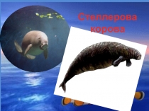 Сценарий экологического урока ВИРТУАЛЬНЫЙ ЗООПАРК презентация 53-56