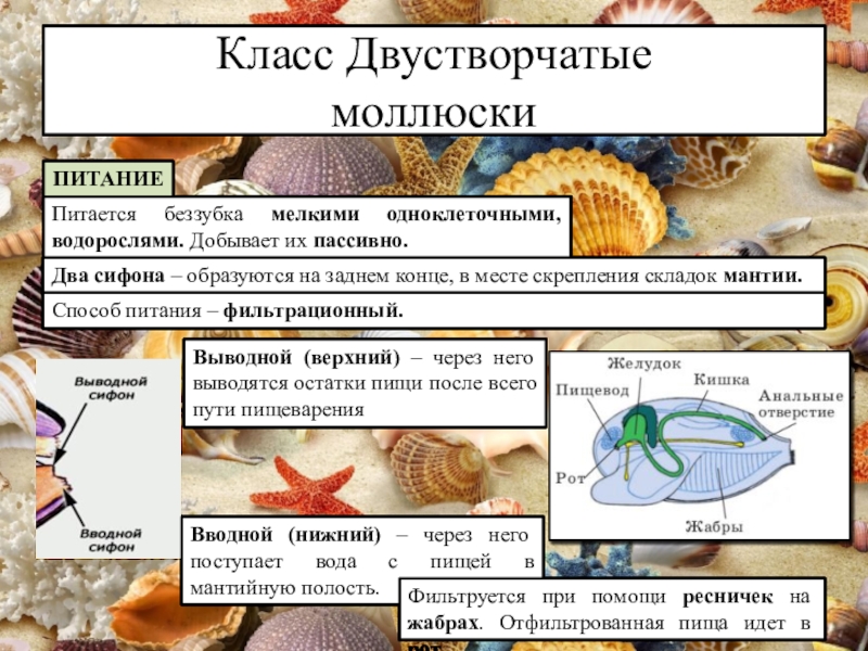 Класс двустворчатые моллюски 7 класс