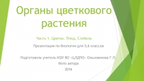 Презентация по биологии Органы цветкового растения (6 класс)