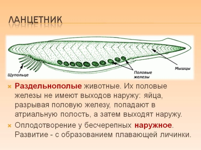 Атриальная полость