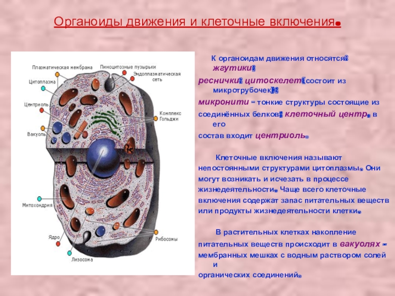 Клетки ответить 4. Лизосомы органоиды клетки выполняющие функции. Клеточный центр органоиды движения клеточные включения. Строение органоида клеточный центр. Клеточный центр органоиды движения включения.