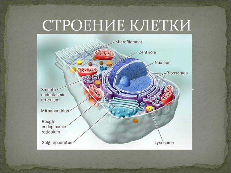 Презентация по биологии на тему Строение клетки