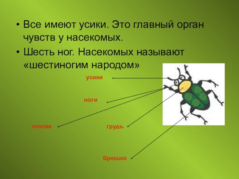 Органы чувств насекомых. Органы чувств насекомых строение. Класс насекомые органы чувств. Органы обоняния у насекомых.