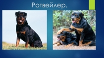 Презентация по биологии на темуРотвейлер(6 класс)