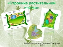 Презентация по биологии на тему Строение растительной клетки