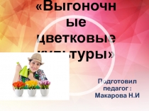 Презентация по биологии на тему Выгоночные цветковые растения 5кл