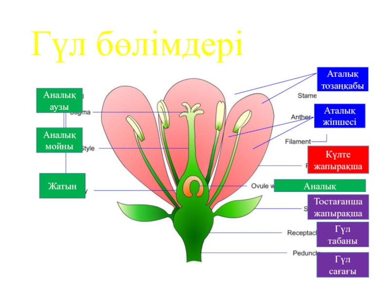 Гүлдің құрылысы презентация