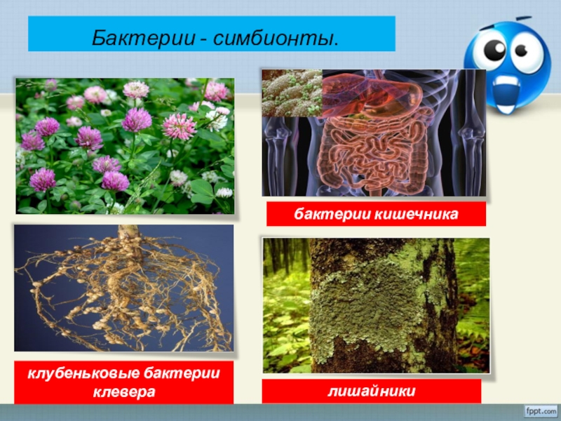 симбионты бактерии питание