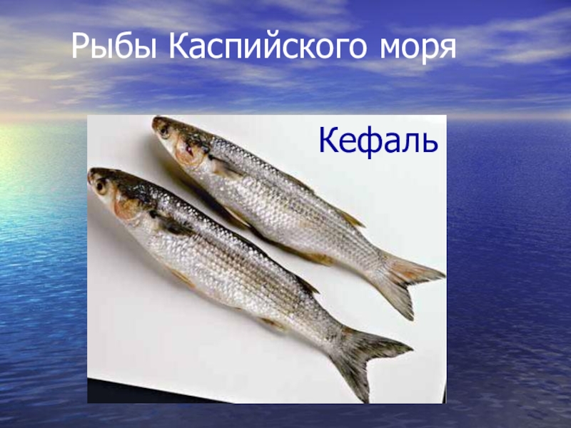 Каспийская рыба. Рыбы Каспийского моря.