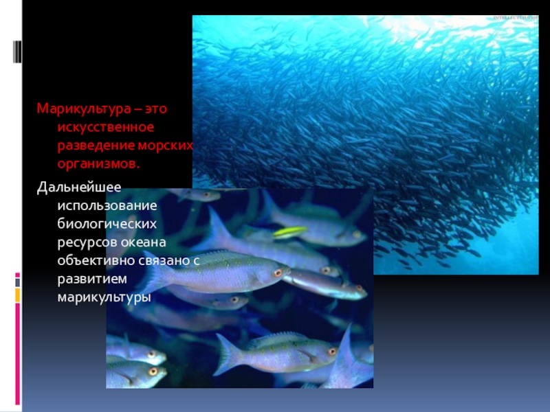 Биологические ресурсы океана. Биологические ресурсы Южного океана. Ресурсы мирового океана Японии. Эксплуатация биоресурсов мирового океана. Биоресурсы океана использование.