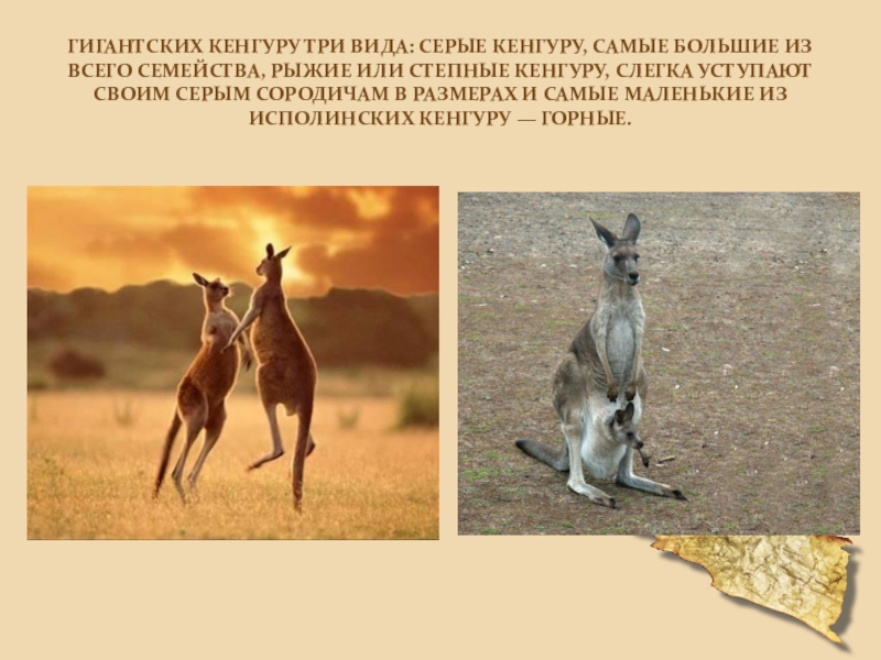 Исполинский кенгуру тип развития. Природная зона кенгуру. Исполинский кенгуру Тип. Кенгуру в степи. Самый крупный кенгуру.