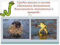 Презентация к уроку биологии в 7 классе по теме: Среды жизни и места обитания животных. Взаимосвязь животных в природе.