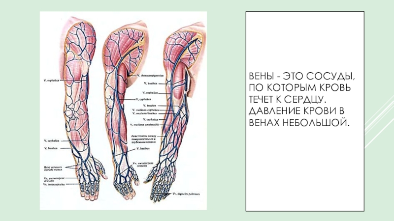 Вены это сосуды по которым