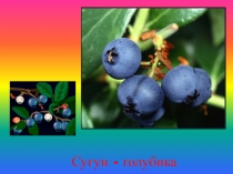 Презентация по окружающему миру Ягоды Якутии (Дошкольники)