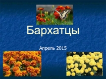 Презентация для факультативного занятия по теме Бархатцы