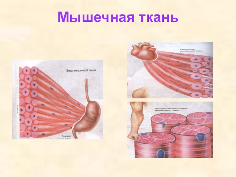 Строение тканей 8 класс. Ткани мышц. Мышечная ткань биология. Мускульная ткань. Мышечная ткань говядины.