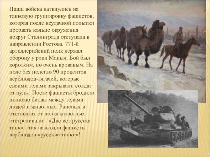 Какие победы одержал яшка во дворе. Верблюд Яшка дошел до Берлина. Верблюды в Великой Отечественной войны 1941-1945. Верблюды на ВОВ 1941-1945.