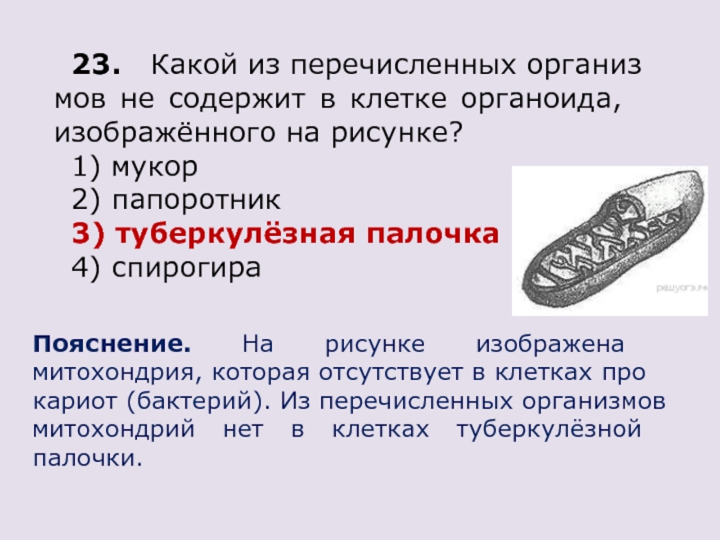 Какой из перечисленных организмов не содержит в клетке органоида изображенного на рисунке мукор