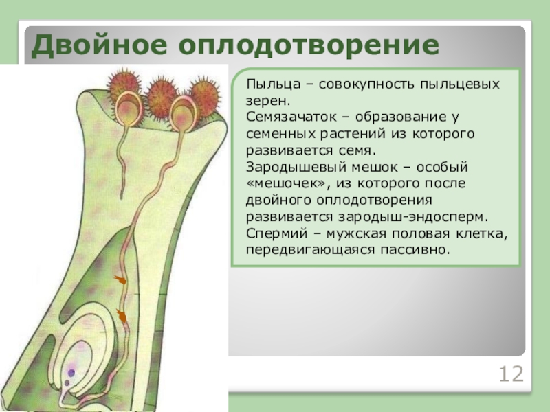 Двойное оплодотворение результат. Покровы семязачатка. Семязачаток образование. Развивается из Покрова семязачатка. Что образуется из покровов семязачатка.