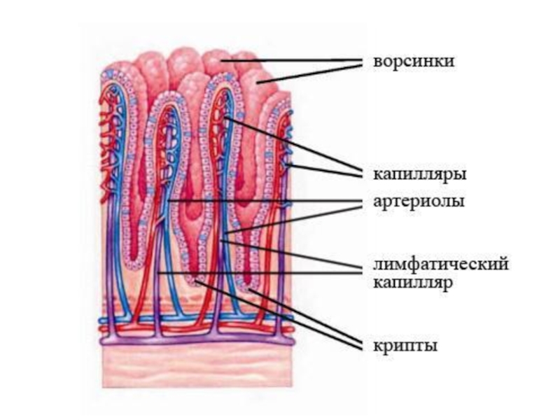 Микроворсинки тонкой кишки рисунок