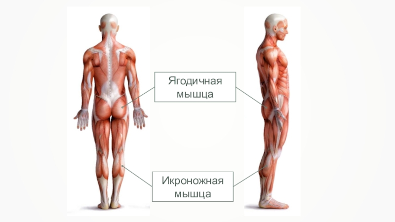 Мышцы 4. Мышцы 4 класс. Мышцы человека 4 класс. Мышцы человека 4 класс окружающий мир. Мышцы презентация 4 класс.