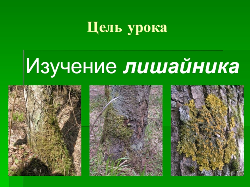 Тест по биологии 5 класс лишайники. Лишайники 5 класс биология. Создайте модель внутреннего строения лишайника.