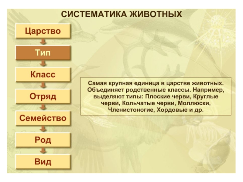 Принципы систематики организмов 5 класс. Систематика животных. Систематика растений и животных. Систематика вида животного. Систематика животных царство Тип.