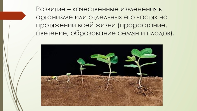 Изменения организма в течении жизни это. Рост растений. Стадии развития растений. Рост и развитие растительного организма. Особенности роста и развития растений.