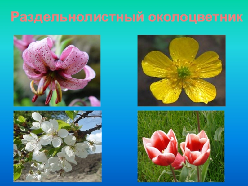 Укажите функции цветка. Околоцветник табак. Раздельнолистный околоцветник. Функции цветка растения. Околоцветник фото.