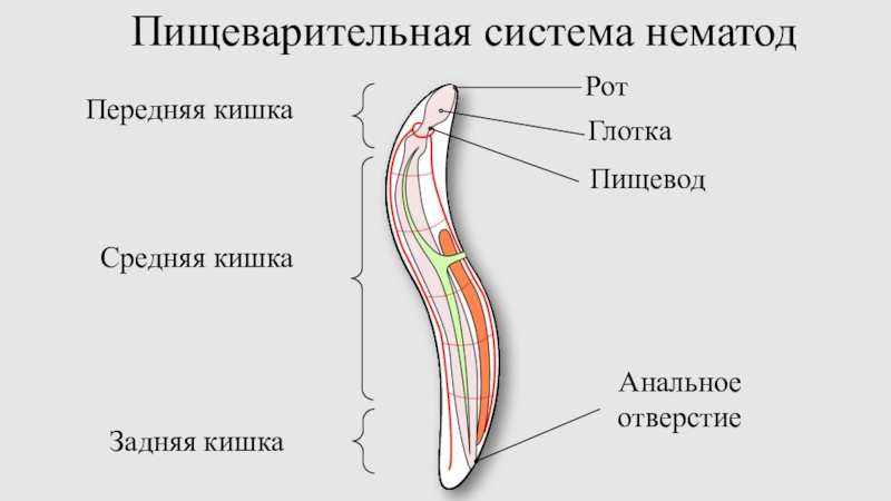 Тело круглых червей разделено на. Пищеварительная система нематод. Пищеварительная система круглого червя. Строение пищеварительной системы круглых червей. Тип круглые черви пищеварительная система.