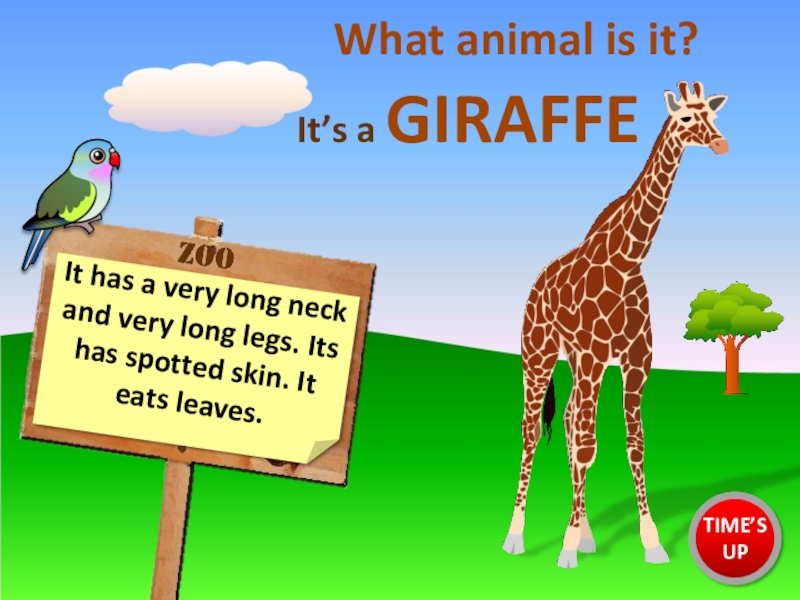 The giraffe has got a long neck. Giraffes have long Neck. Describing animals. It's a big and Black and White it eats leaves.