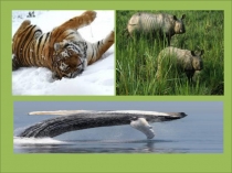 Спасение вымирающих животных