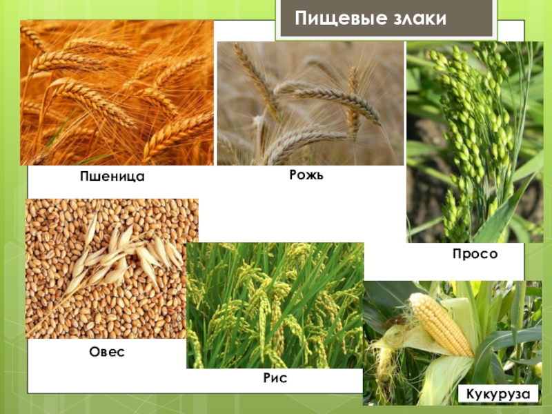 Зерновыми растениями являются