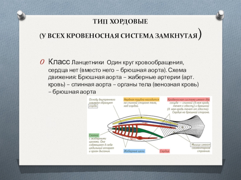 Презентация эволюция кровеносной системы