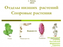 Презентация по биологии на тему Отделы низших растений 6 класс