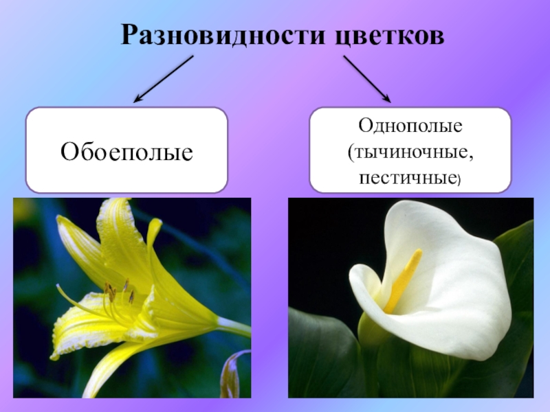 Обоеполыми называют. Однополые и обоеполые цветки. Растения раздельнополые и обоеполые. Цветки обоеполые раздельнополые пестичные тычиночные. Одноеполые и двоепрлые уветки.