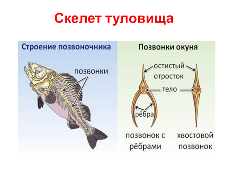 Черепные рыбы. Строение туловищных позвонков окуня. Внутреннее строение рыбы скелет 7 класс биология. Опорно двигательная система речного окуня. Скелет костной рыбы 7 класс биология.