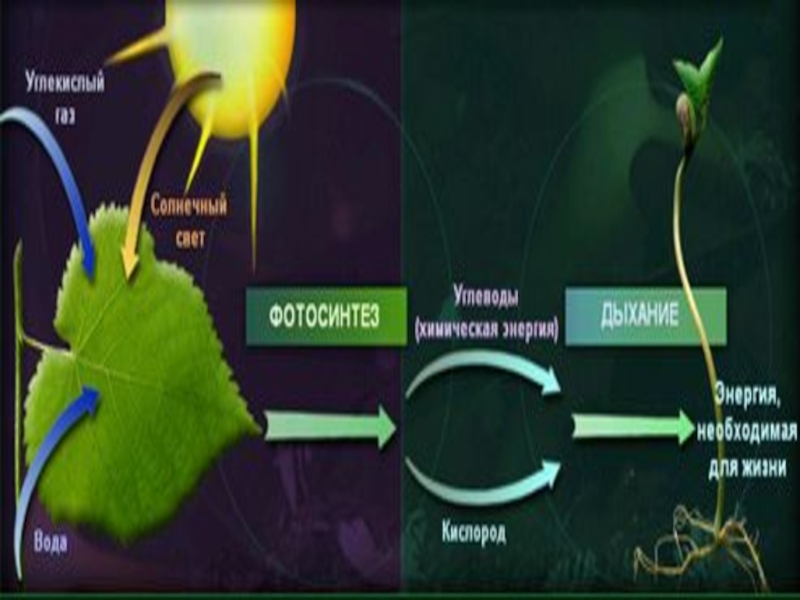 Презентация на тему фотосинтез 6 класс по биологии