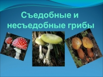 Презентация по окружающему миру Съедобные и несъедобные грибы