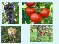 Плод, его строение и значение.