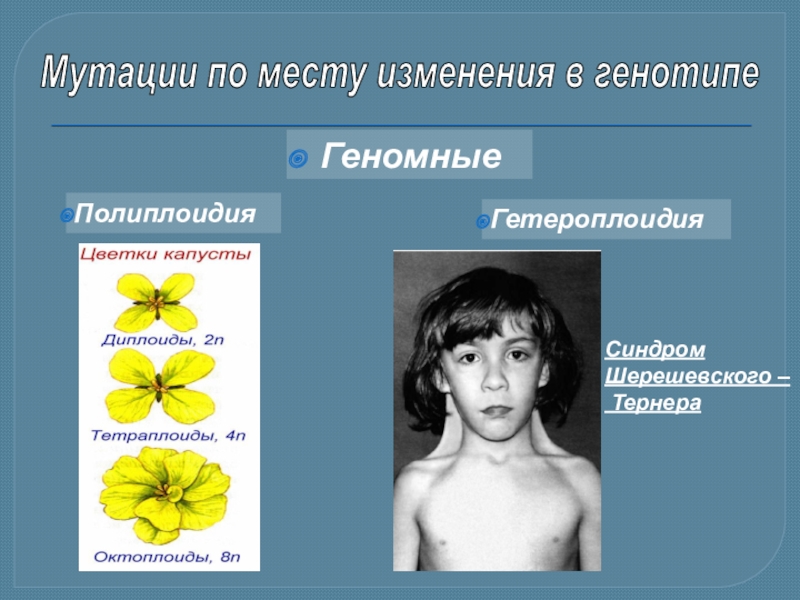 Наследственная изменчивость 9 класс презентация