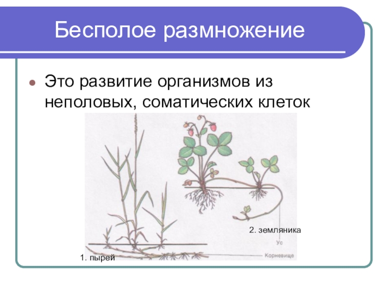 Как называется способ размножения садовой земляники изображенный на рисунке